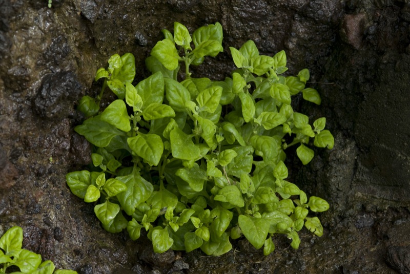 번행초 (tetragonoides)